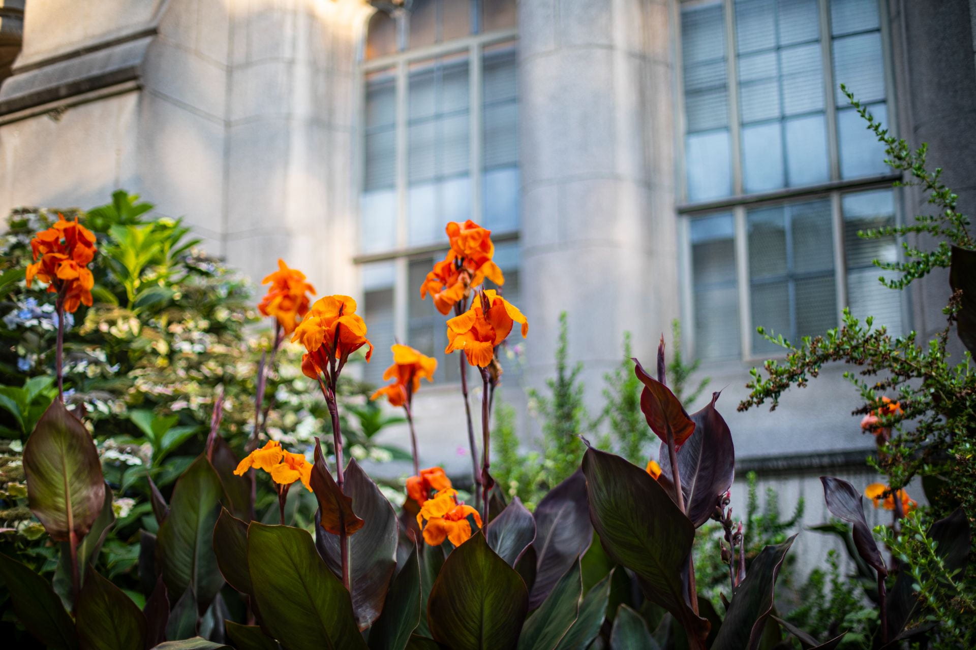 Some irises outside an academic building.