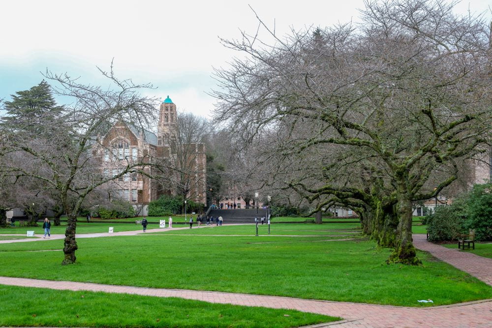 The University of Washington Quad and its bare cherry blossom trees in February.
